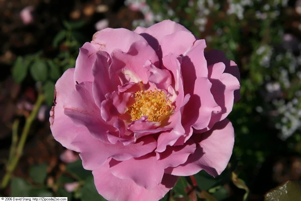 Angel Face: Rosa Angel Face 2zz.jpg