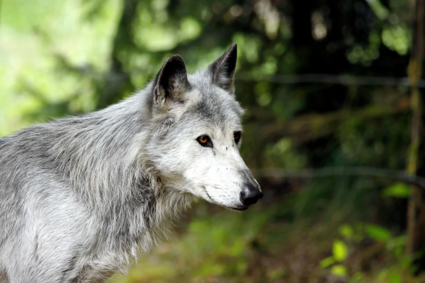 The Grey Wolf: Close-up of a grey wolf in a lush forest setting, showcasing its majestic presence and intricate fur