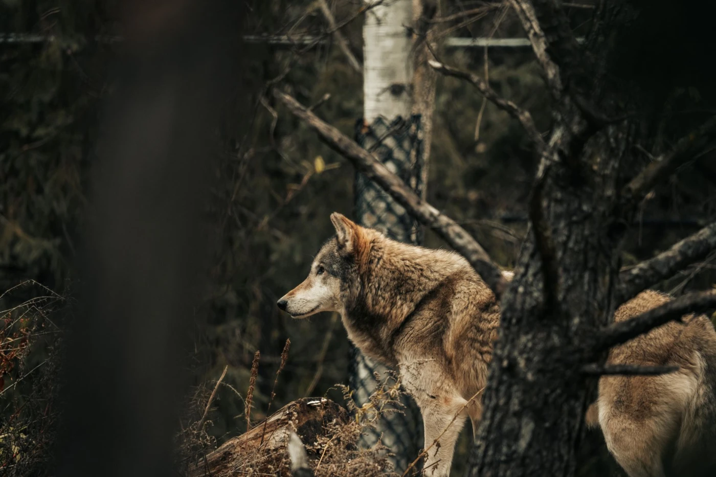 The Grey Wolf: A grey wolf stands alert in a dense forest, showcasing its natural beauty in the wild.